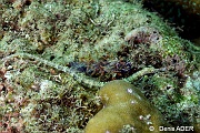 Corythoichthys haematopterus Syngnathe de recif queue rose-Wakatobi Pasar wajo jetty-3m-20180602-Denis-ADER-DSC_3427_tn